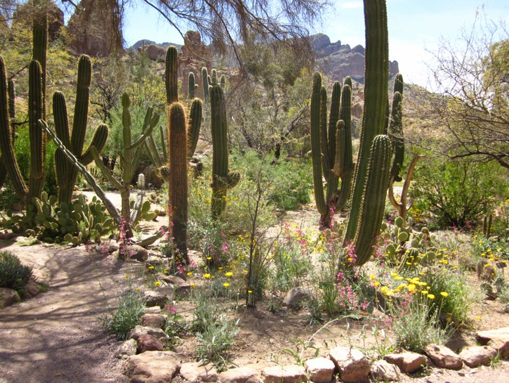 El borde de Mogollón-Escapadas de un día desde Phoenix