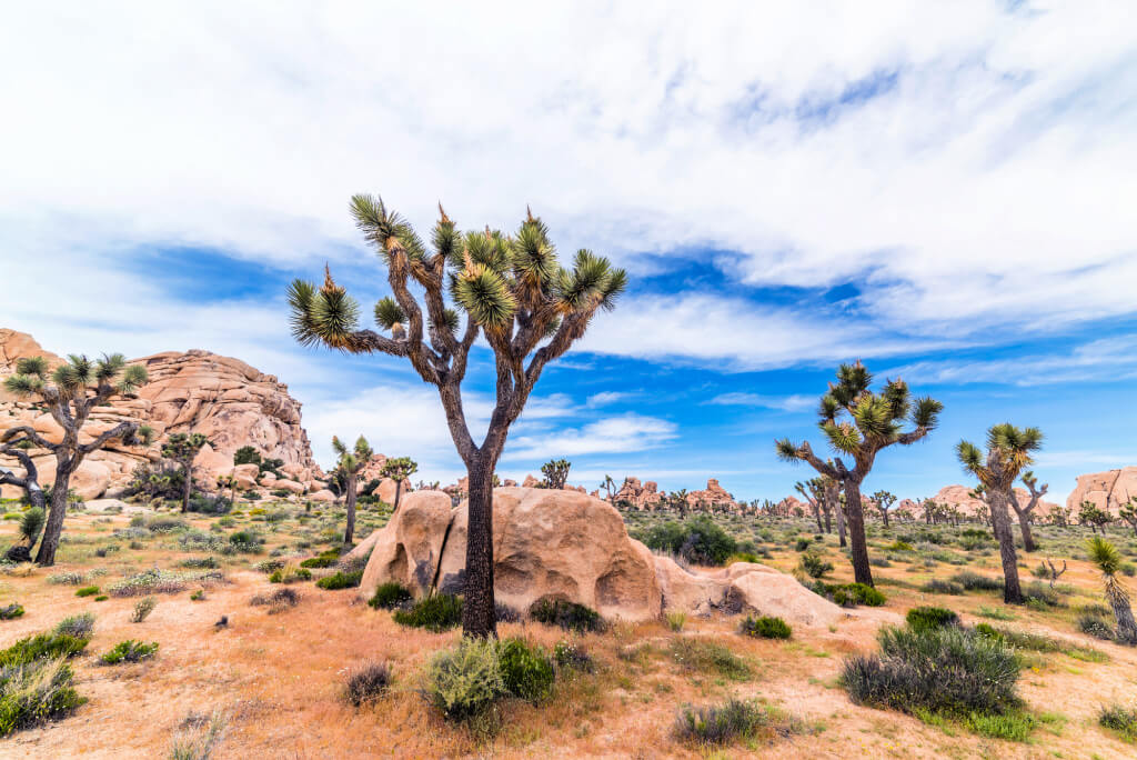 Joshua Tree, California para observar las estrellas