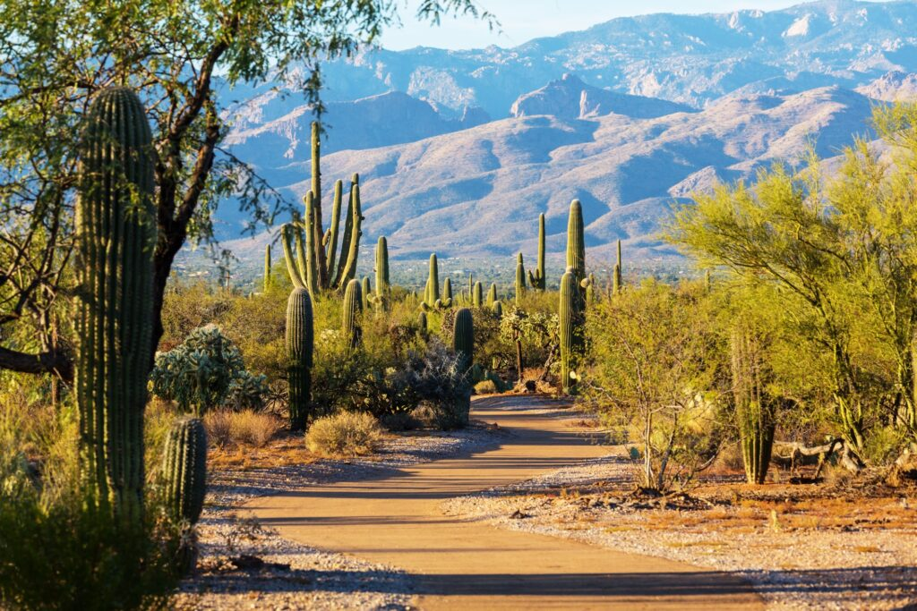 Parque Nacional Saguaro-parques nacionales cerca de Phoenix para disfrutar en invierno