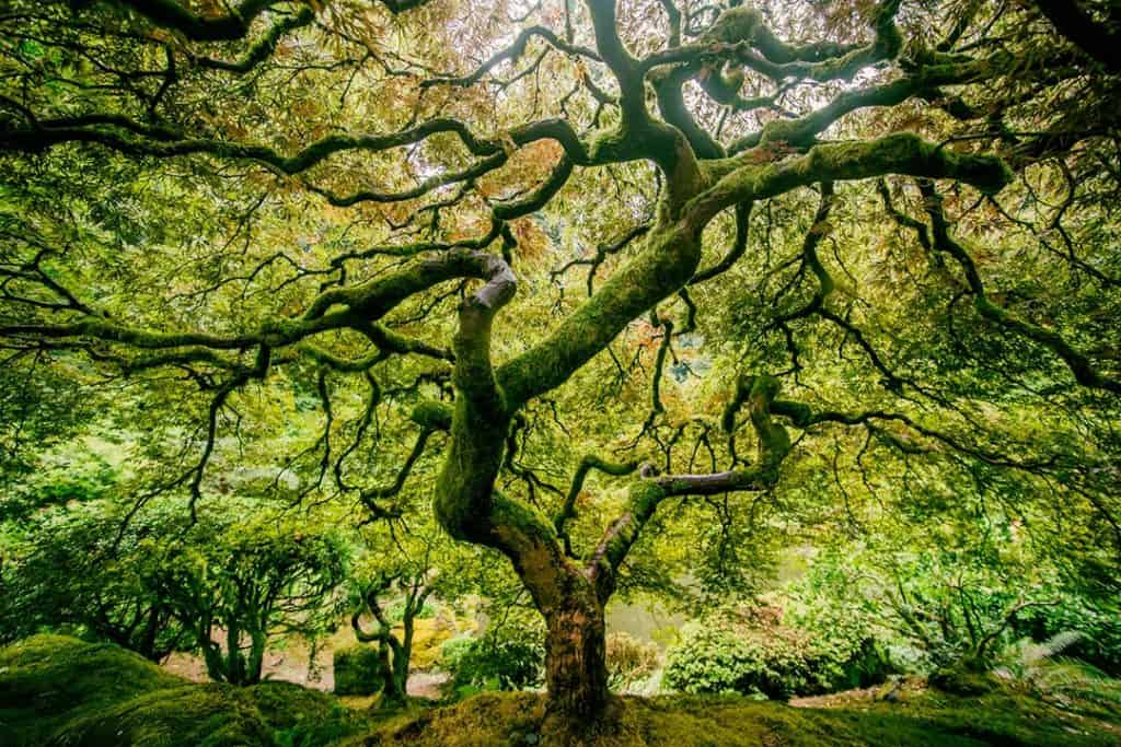 Circuito del parque Washington-Caminatas cerca de Portland