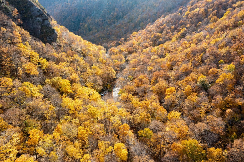 Camino de la Montaña Verde