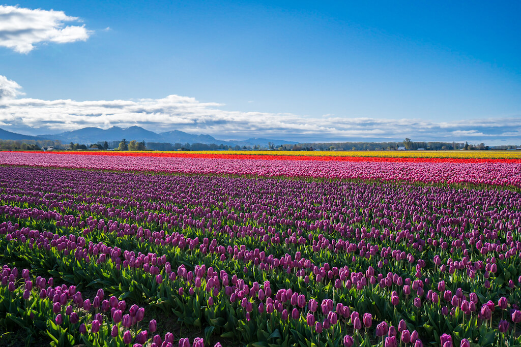 Mejores Lugares para Visitar en Abril en EE.UU Seattle