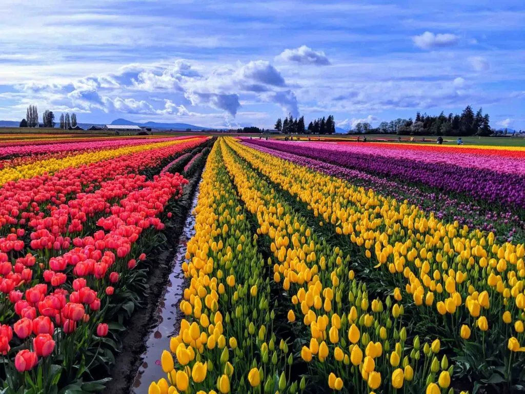 Mejores Lugares para Visitar en Abril en EE.UU Valle de Skagit, Washington