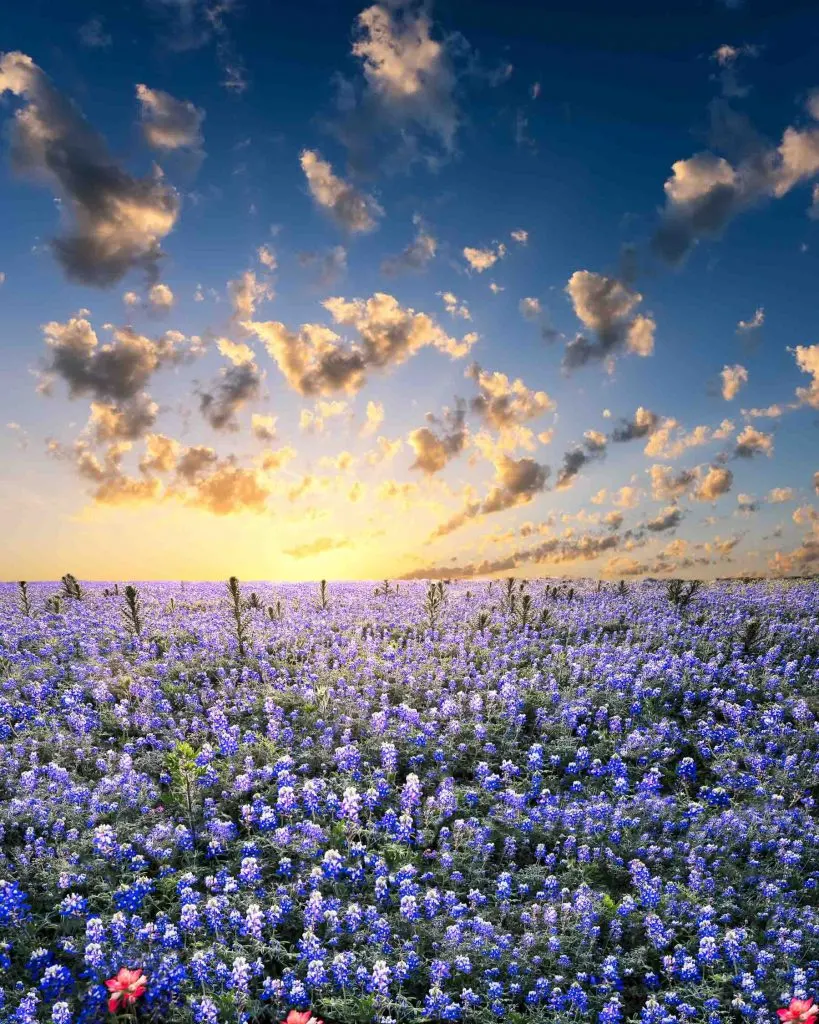 Mejores Lugares para Visitar en Abril en EE.UU Ennis, Texas