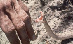 Kit para mordeduras de serpiente
