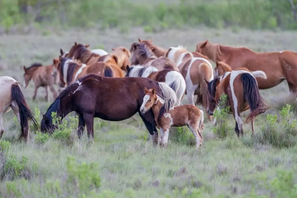 Isla Assateague; maryland y virginia