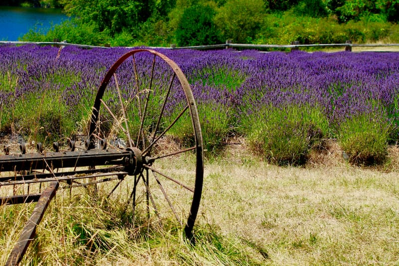 Mejores Lugares para Visitar en Julio en EE.UU San Juan Islands