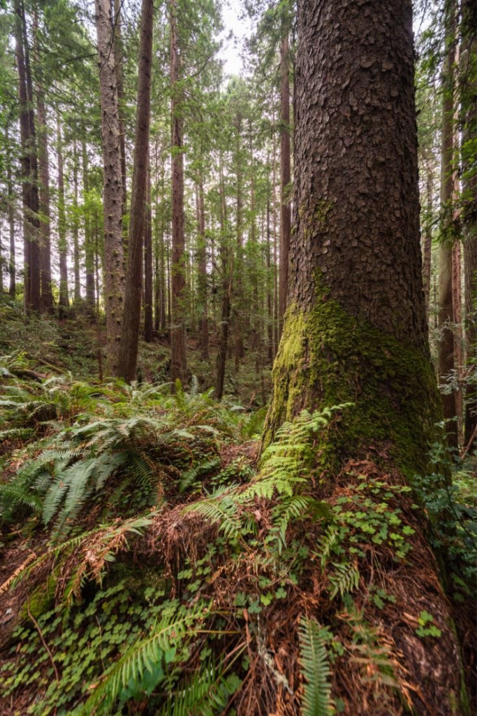 Mejores Lugares para Visitar en Septiembre en EE.UU Arcata, California