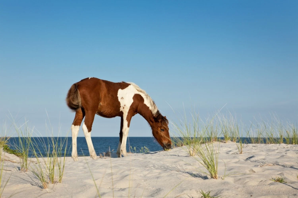 Lugares para Visitar en Octubre en EE.UU Costa Este, Maryland
