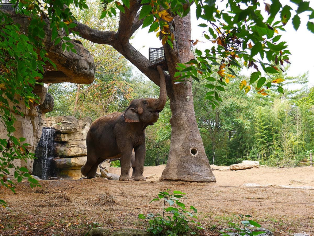 Zoológico de Saint Louis