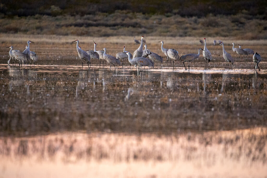 Socorro, Nuevo México para la observación de aves