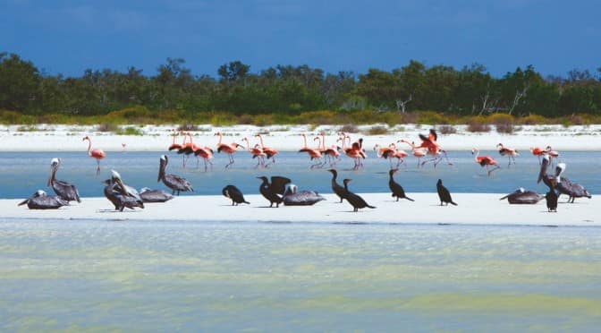 isla pajaros