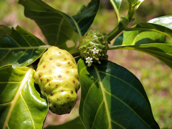 noni Diferentes tipos de frutas en Costa Rica 5