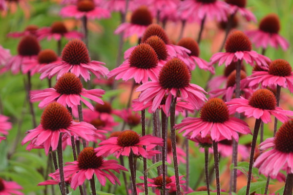 pink coneflower-Primavera en Australia 3.2