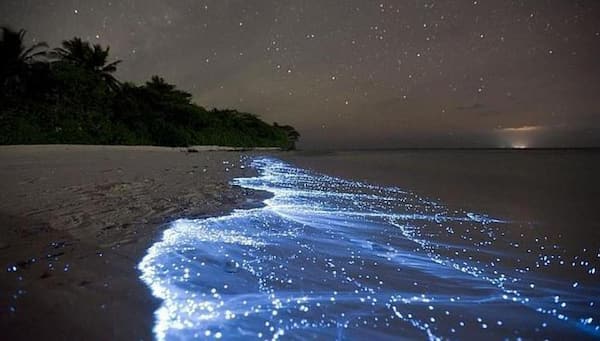 por qué visitar el Mar de las Estrellas en la Isla de Vadhoo