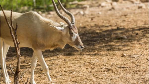 Al-Dosari-Zoo-Game-Reserve Parques y Zoológicos en Qatar ¡Un Paseo por la Vida Silvestre!