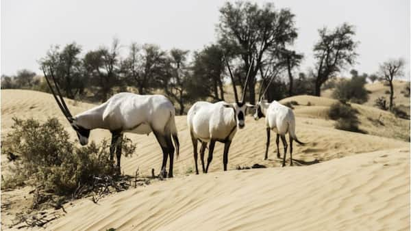 Al-Reem-Reserve Parques y Zoológicos en Qatar ¡Un Paseo por la Vida Silvestre!