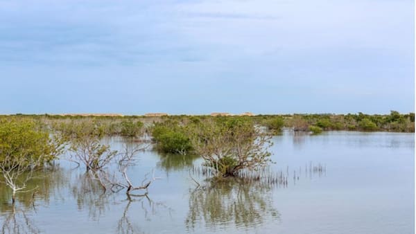 Al-Thakira-Mangroves Parques y Zoológicos en Qatar ¡Un Paseo por la Vida Silvestre!