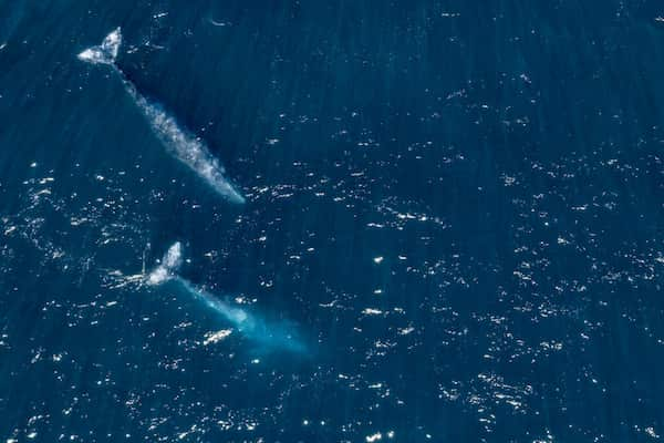 Avistamiento-de-Ballenas Visita el Hermoso Pueblo de Loreto en Baja California Sur, México