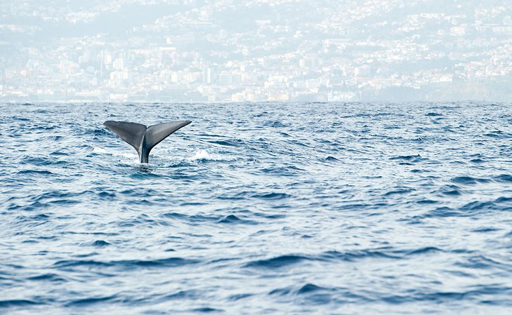 Avistamiento-de-ballenas-y-delfines 16 Principales atracciones turísticas de Funchal en Madeira, Portugal