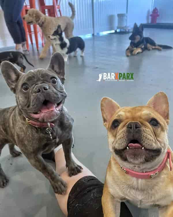 Barx-Parx 12 Maravillosos Parques para Perros en Estados Unidos