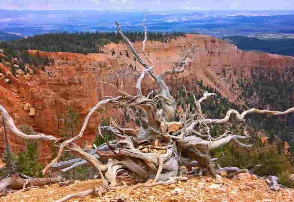 Bucle-de-bristlecone-1024x705 10 Espectaculares caminatas en el Parque Nacional Bryce Canyon