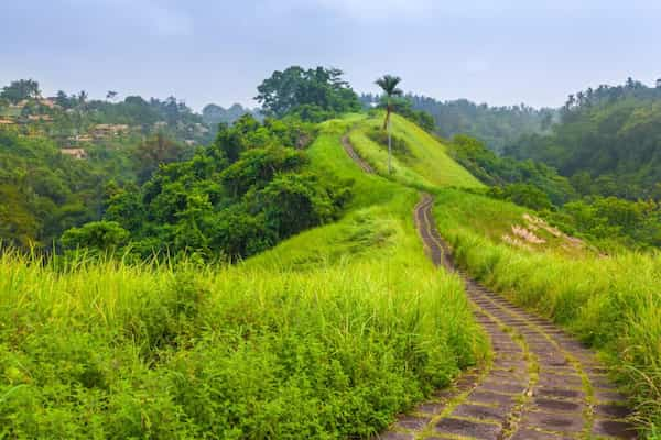 Caminata-por-el-bosque-en-la-jungla 9 Cosas que debes Saber sobre Ubud en Bali