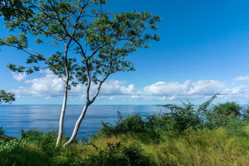 Caminatas-por-la-selva 9 Motivos para Visitar el Pueblo costero de Sayulita, México