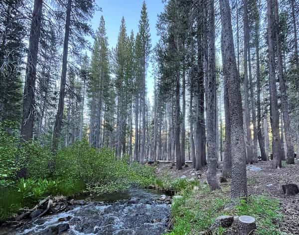 Campamento-de-agua-fria 7 Lugares para Acampar en Mammoth Lakes, California