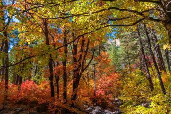 Canon-de-Oak-Creek-y-Sedona-colores-de-otono-en-Arizona 7 Lugares para VER los Colores de Otoño en Arizona