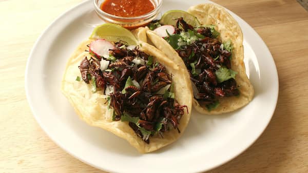 Como-servirlos Chapulines Saltamontes Fritos de Oaxaca