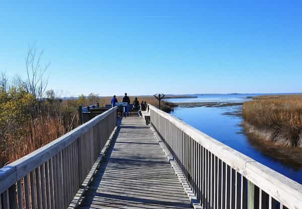 Corola-Sendero-natural-del-Centro-Audubon-de-Pine-Island 10 Espectaculares Caminatas en Carolina del Norte