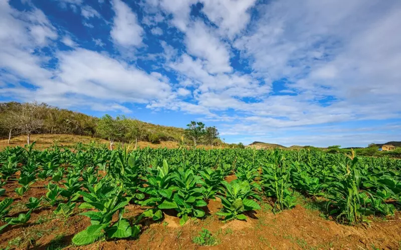 Cuando-compras-productos-dominicanos-estas-retribuyendo-a-las-comunidades-locales Conoce los puros artesanales de República Dominicana