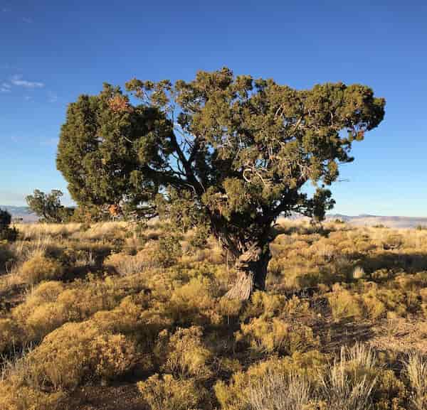 El-bucle-de-yute 10 Mejores Caminatas Cerca de Grand Junction, Colorado