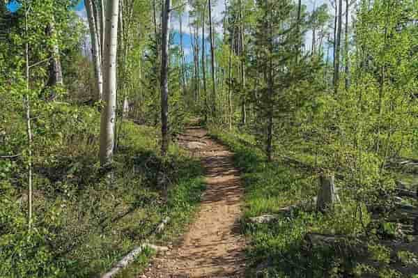 En-el-bosque Recorre el Maravilloso Potato Lake Trail en Colorado