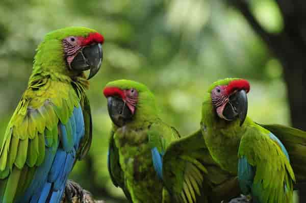 Estacion-de-reintroduccion-de-la-Gran-Guacamaya-Verde 8 Increíbles Actividades en Puerto Viejo, Costa Rica