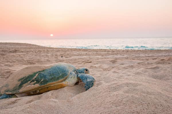 Este-atento-a-las-tortugas 7 Maravillosas Experiencias con Animales en Omán