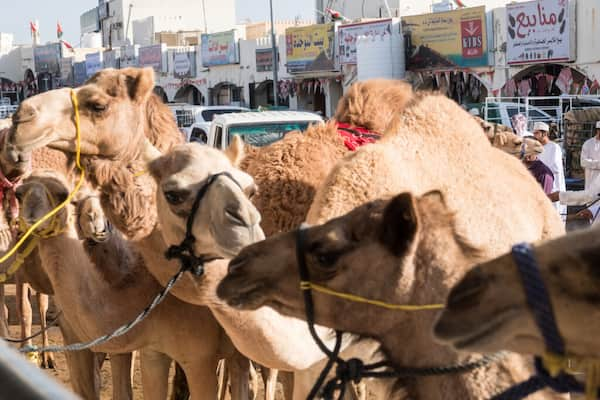 Experimente-el-mercado-de-camellos-en-Sinaw 7 Maravillosas Experiencias con Animales en Omán