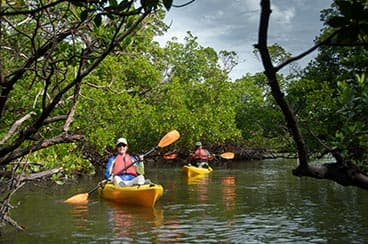 Explore-la-Reserva-Nacional-de-Investigacion-Estuarina-de-Rookery-Bay-3 10 Razones para visitar Marco Island Florida