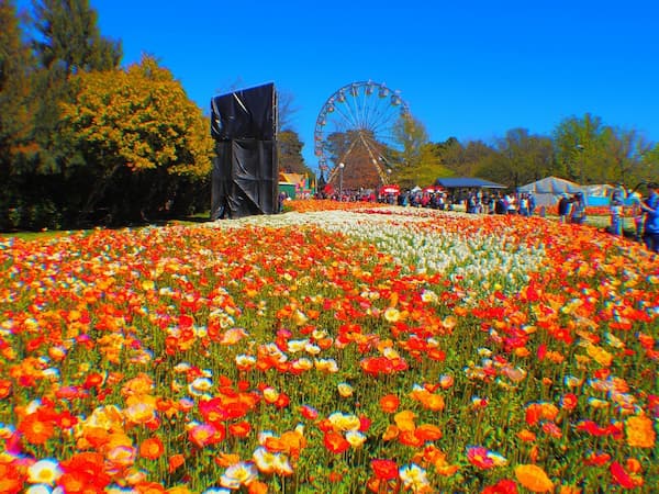 Floriade-de-Canberra-Primavera-en-Australia-2 7 mejores lugares para disfrutar de las flores de primavera en Australia