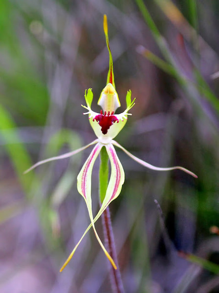 Green-Spider-Orchid-Primavera-en-Australia-3.7 7 mejores lugares para disfrutar de las flores de primavera en Australia