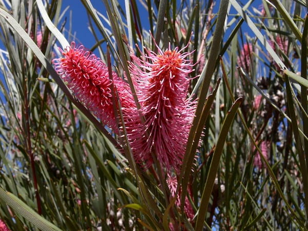 Hakea-Emu-Tree-Primavera-en-Australia-3.5 7 mejores lugares para disfrutar de las flores de primavera en Australia