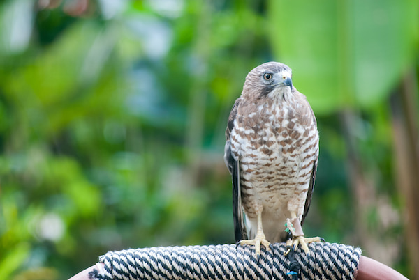 Halcon-de-cooper-1 5 lugares para ser voluntario con vida silvestre en peligro de extinción en Costa Rica