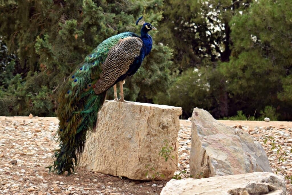 Hay-pavos-reales-que-vagan-libremente Por qué Cartagena es una de las joyas ocultas de España