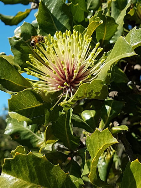 Holly-leaved-Banksias-Primavera-en-Australia-3.4 7 mejores lugares para disfrutar de las flores de primavera en Australia