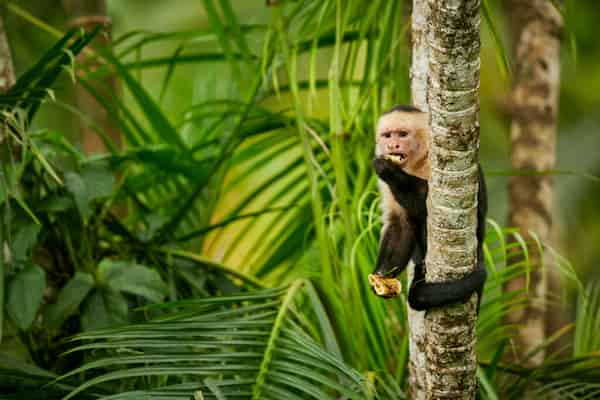 Increible-Biodiversidad-1 10 Razones para Visitar Costa Rica en tus Próximas Vacaciones