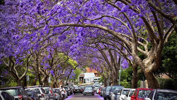 Jacaranda-Primavera-en-Australia-1 7 mejores lugares para disfrutar de las flores de primavera en Australia