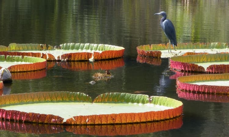 Jardines-botanicos-de-Kanapaha-Gainesville Hermosos jardines para visitar en Florida