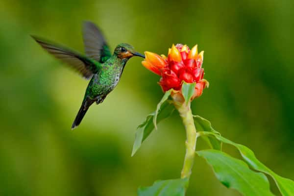 La-increible-biodiversidad-Elegir-Ecuador-como-Lugar-para-Jubilarse 8 Razones para Elegir Ecuador como Lugar para Jubilarse