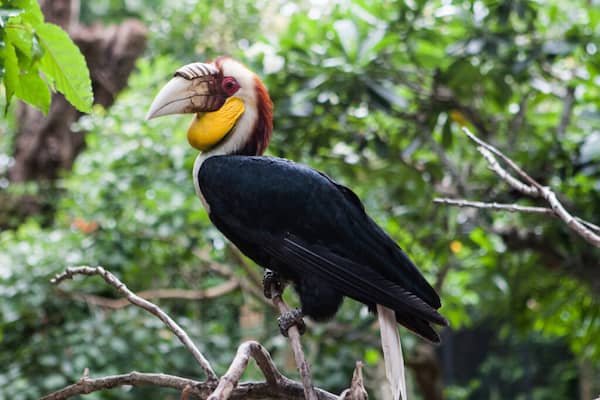 La-proteccion-de-la-poblacion-aviar-es-una-prioridad 9 Cosas que debes Saber sobre Ubud en Bali